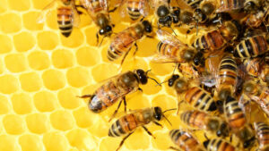 Abejas 1