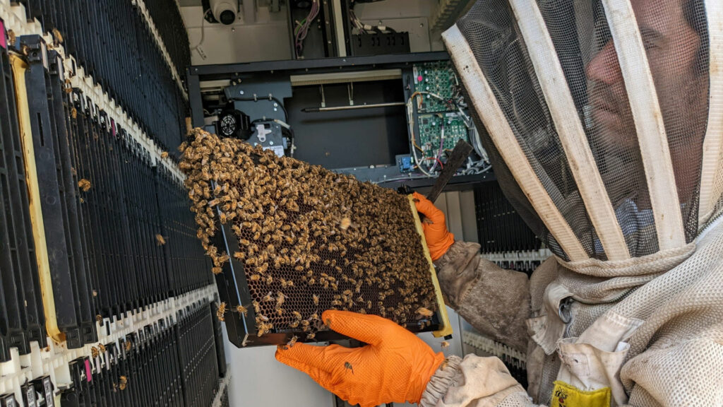 Abejas 3
